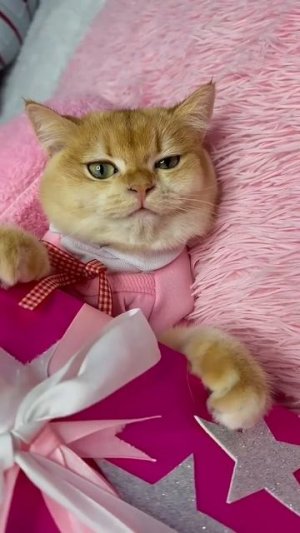 Мой кот Мося такой добрый! #кошка