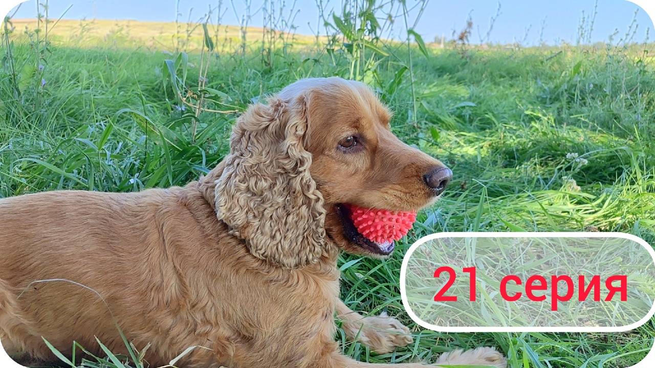 Знакомства на фестивале с караванерами и туристами. Обзоры автодомов. Путешествие 2024. Серия 21. смотреть онлайн