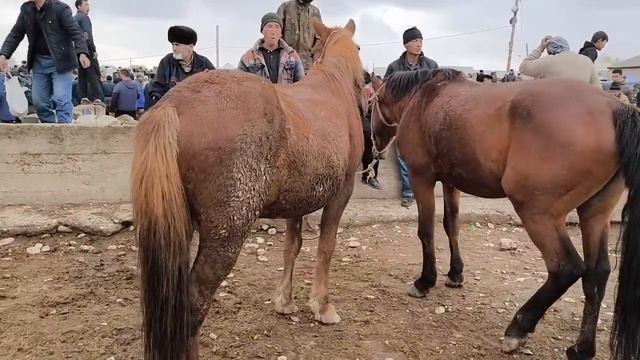 САРИОСИЁ ОТ БОЗОРИ 👍👍👍 БОСИШНИ УНУТМАНГ