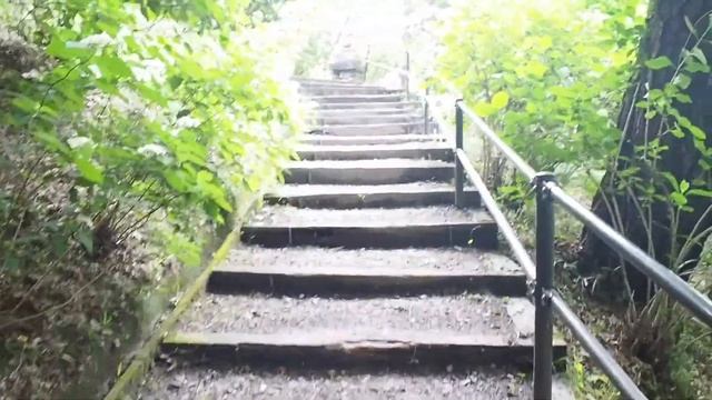 Лесные гортензии в Японии/Ajisai/あじさい смотреть онлайн