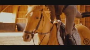 Мотивация||конный спорт||