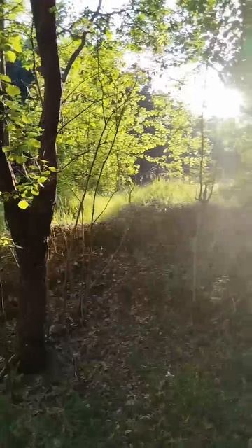 Пение птиц 🐦 смотреть онлайн