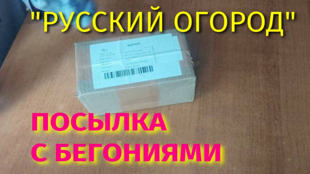 НОВЫЕ БЕГОНИИ В МОЕЙ КОЛЛЕКЦИИ. смотреть онлайн