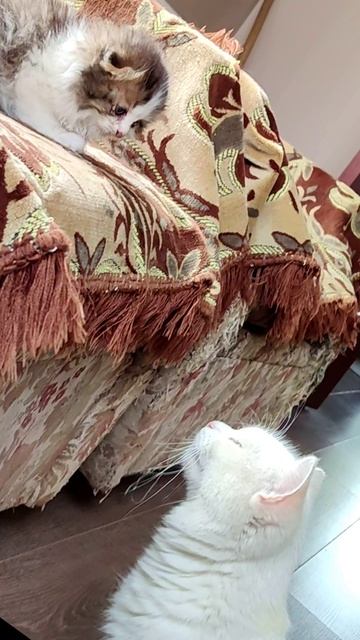 Эй, котик, слезай оттуда. Первая встреча. смотреть онлайн