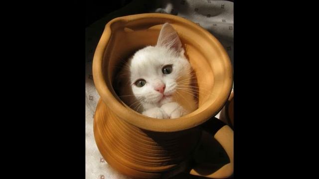 Приколы с кошками видео самые смешные 2019 - Смешное видео МатроскинТВ смотреть онлайн