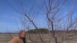 Обрезка плодоносящего персика