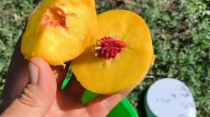 Персик Ветеран. Peach Veteran. Чудовий, морозостійкий  десер?