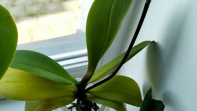 Мои подоконники. Купаю подростков.