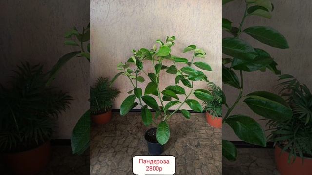 Саженцы Лимонов. смотреть онлайн