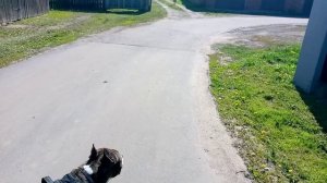 7 месячный Амстафф и старый алабай_20250516