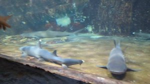 Нячанг: посещение 4 островов на моторной лодке, парасе?