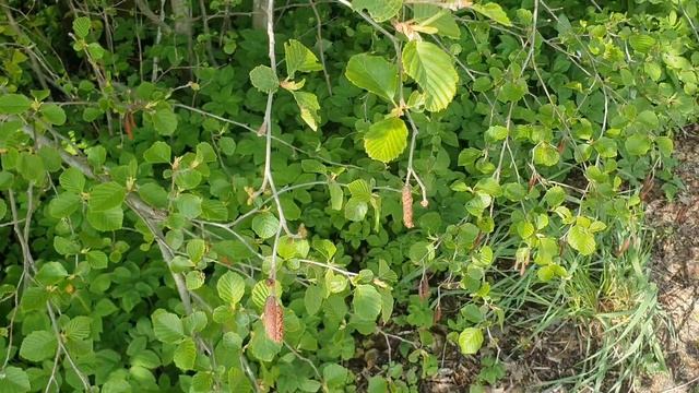 Ольха весной.