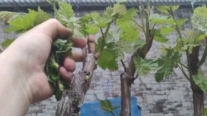 Формировка винограда на арку весной. Выламываем лишни