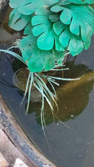 В пруду на даче появились жители)) смотреть онлайн