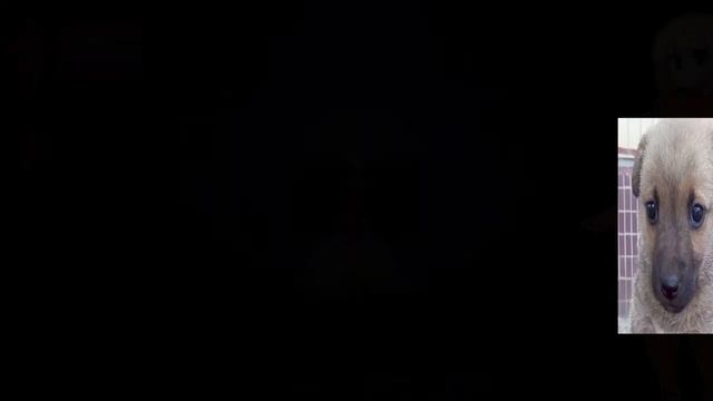 ТАКОЕ ОБНОВЛЕНИЕ LETHAL COMPANY МНЕ ПО ДУШЕ | Обзор Lethal Cumpany