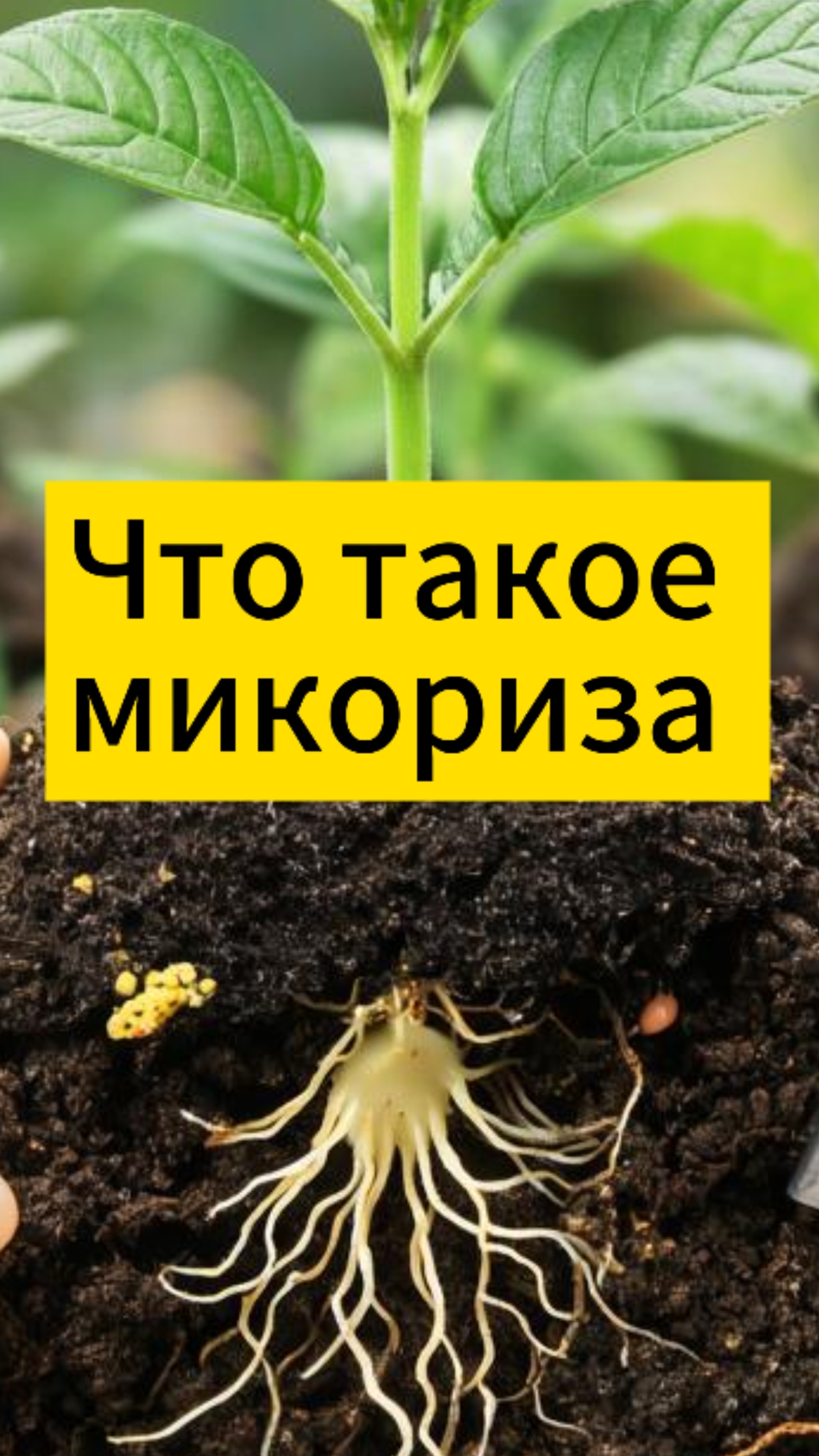Что такое микориза — Сад и Огород смотреть онлайн