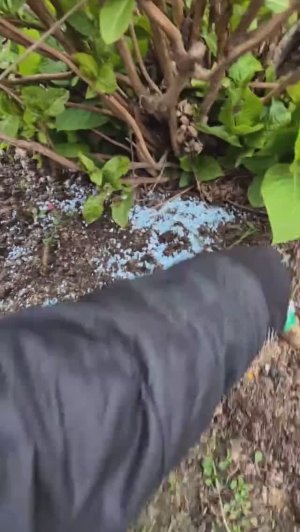 Первая подкормка крупнолистной гортензии весной (2). Куст в грунте.