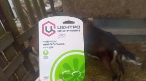 Для стрижки копыт у коз отличные ножницы