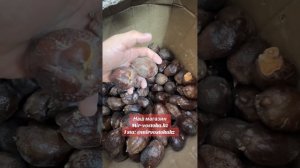 От простатита орехи мохилхин