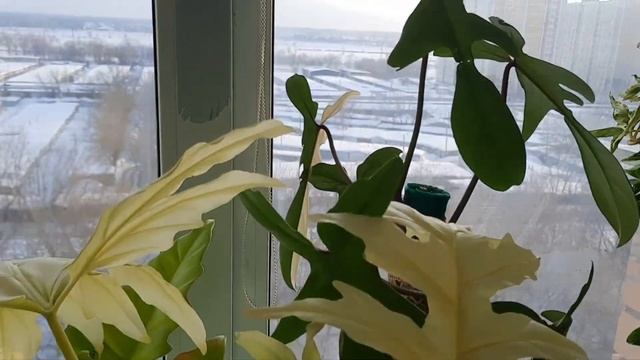 /Обзор коллекции комнатных растений/С 8 марта/🌷💘 смотреть онлайн