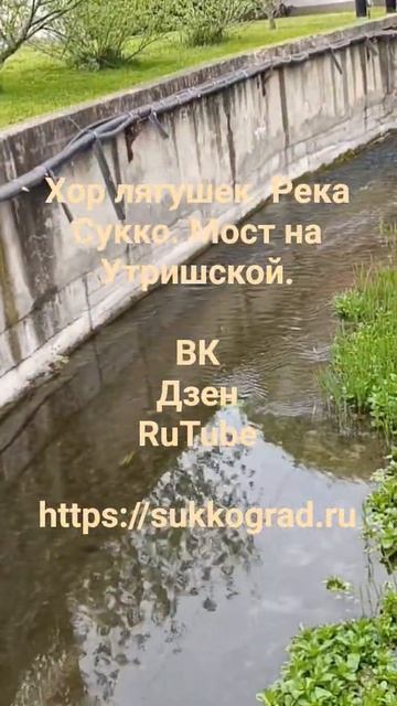 Хор лягушек. Река Сукко. Мост на Утришской. #кипарис #мо смотреть онлайн