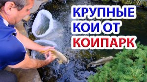 Новые карпы КОИ баттерфляй от КоиПарк Севастополь