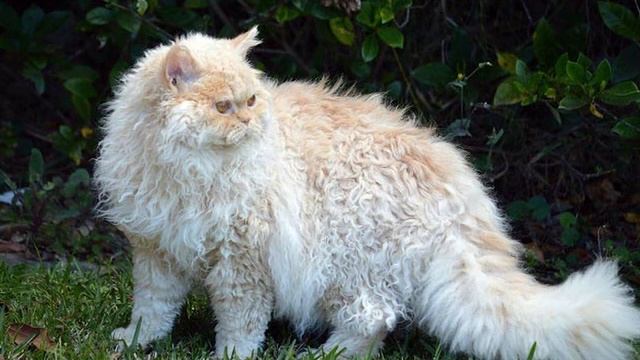 Селкирк рекс