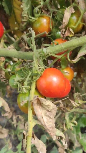 Черри- 2 грядка, Мордовия, 5 сентября смотреть онлайн