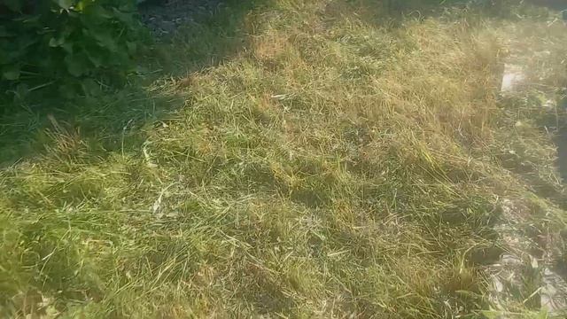 На всем участке убрал всю траву и Переложил доски на н?