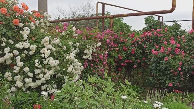 Обзор цветника с шестью плетистыми розами! смотреть онлайн