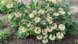 Цветёт рододендрон. Сад на 28 мая. Ленинградская область.