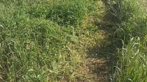 Лесочная газонокосилка HUTER GLM 5.0 L. Первые впечатления