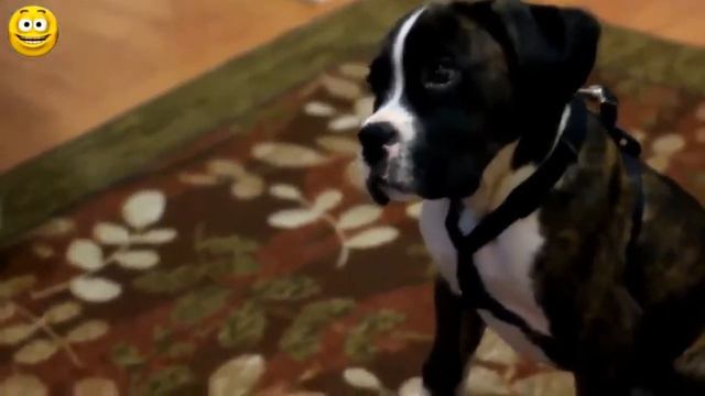 Милые и Симпатичные Собаки. Сборник 2016 [NEW] смотреть онлайн