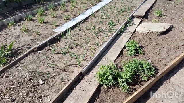 Пашем огород,чем сегодня занималась. смотреть онлайн