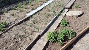 Пашем огород,чем сегодня занималась.