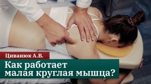 Как работает малая круглая мышца? Полный разбор. Циванюк А.В.