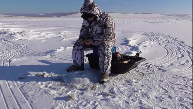 Ловля окуня 22.11.16 год. 2-я лунка. смотреть онлайн