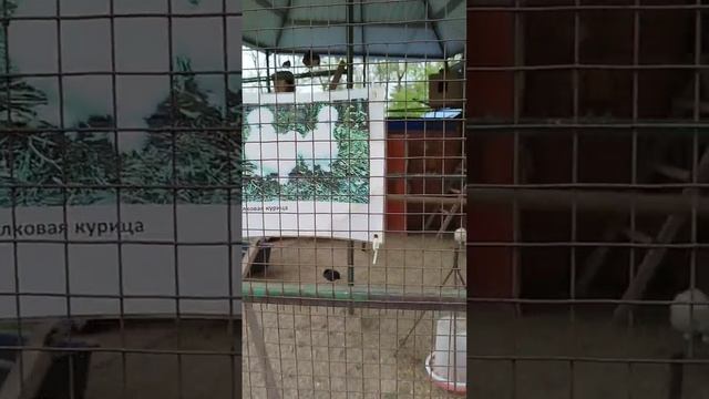 Парк Максима Горькова в Ейске, бесплатный зоопарк в Ейске, храмы, парк аттракционов, развлечений смотреть онлайн