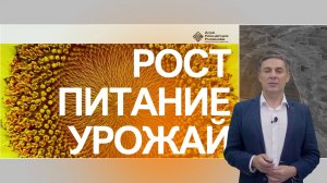Система питания подсолнечника: как получить высокий урожай | Сергий Ризанов | Агроном
