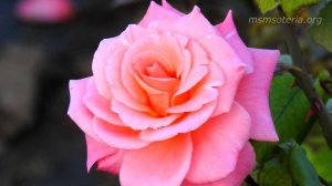 Иван Бунин  Матери  Я помню спальню и лампадку    🌹Стих