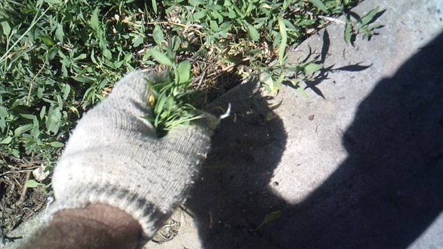 Фрагмент прополки сада вручную