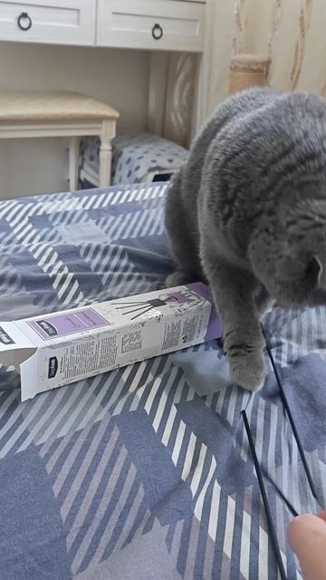 Шотландская вислоухая кошка Риана 28.05.2025.