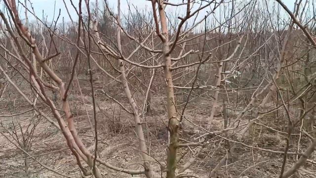 видео 1.Обрезка любительского сада. смотреть онлайн