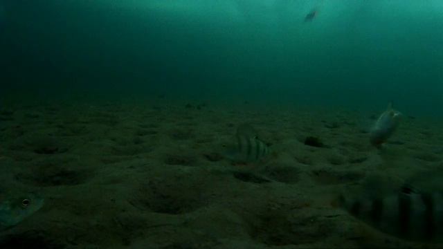 Подводное видео рыбалки на Рождество. смотреть онлайн