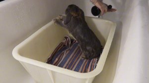 ТАК НУЖНО МЫТЬ КРОЛИКА... уход за декоративным кролико?