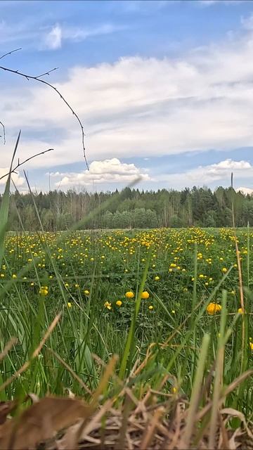 Купальница радуется солнышку всем хорошего дня смотреть онлайн