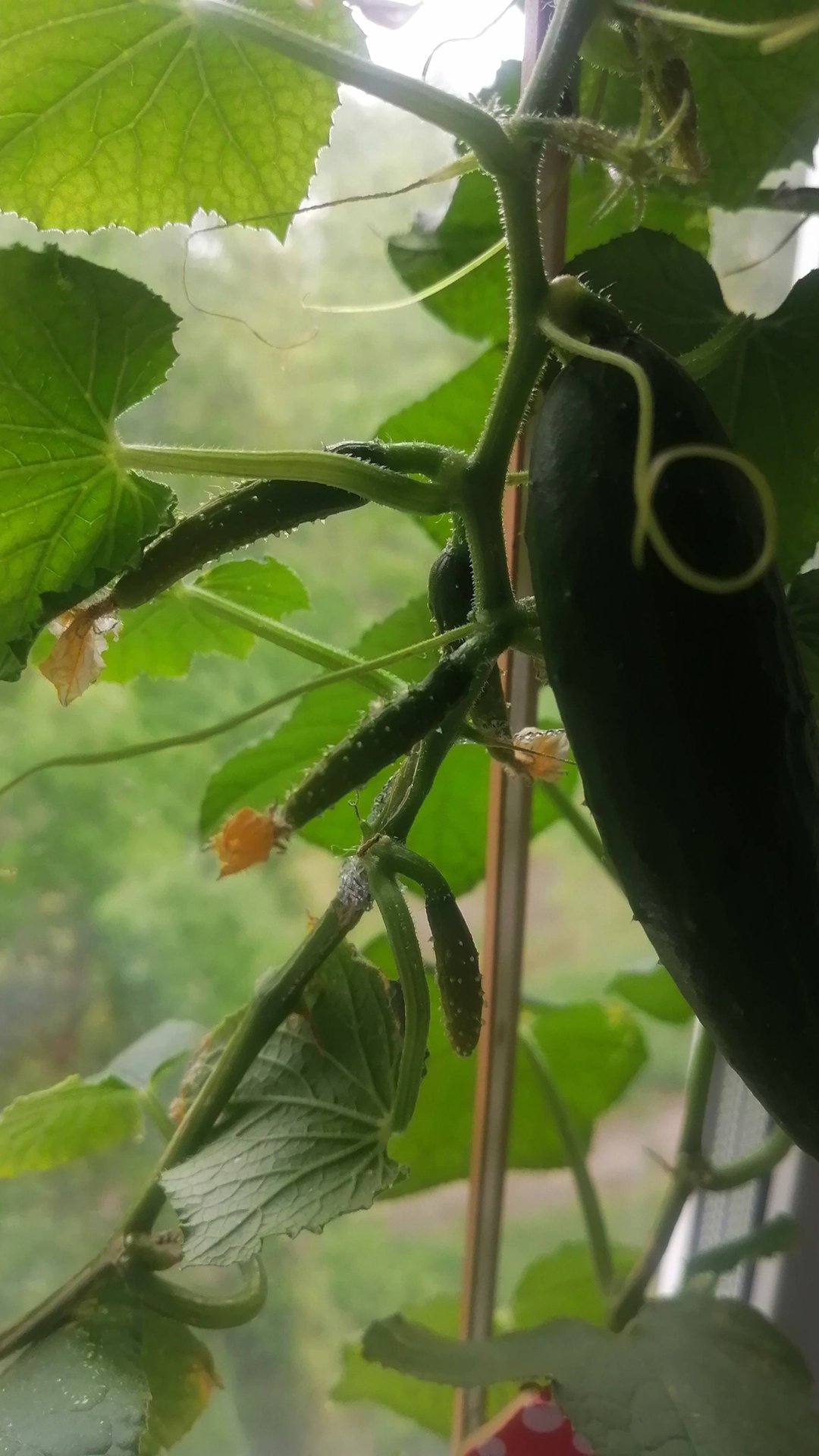 Зачем и когда обрезать нижние листочки у огурцов. Эффективные советы для хорошего урожая смотреть онлайн