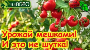 ТОМАТЫ КАК С КАРТИНКИ: 5 капель на литр и урожай собирайте ТОННАМИ! Не болеют и прут как бешеные!