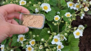 Чтобы подкормить и защитить клубнику когда плодоносит и цветет применяю такой порошок.