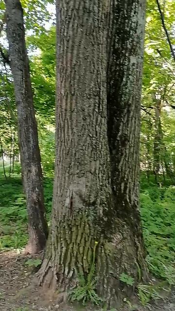 как хорошо и спокойно в лесу. смотреть онлайн